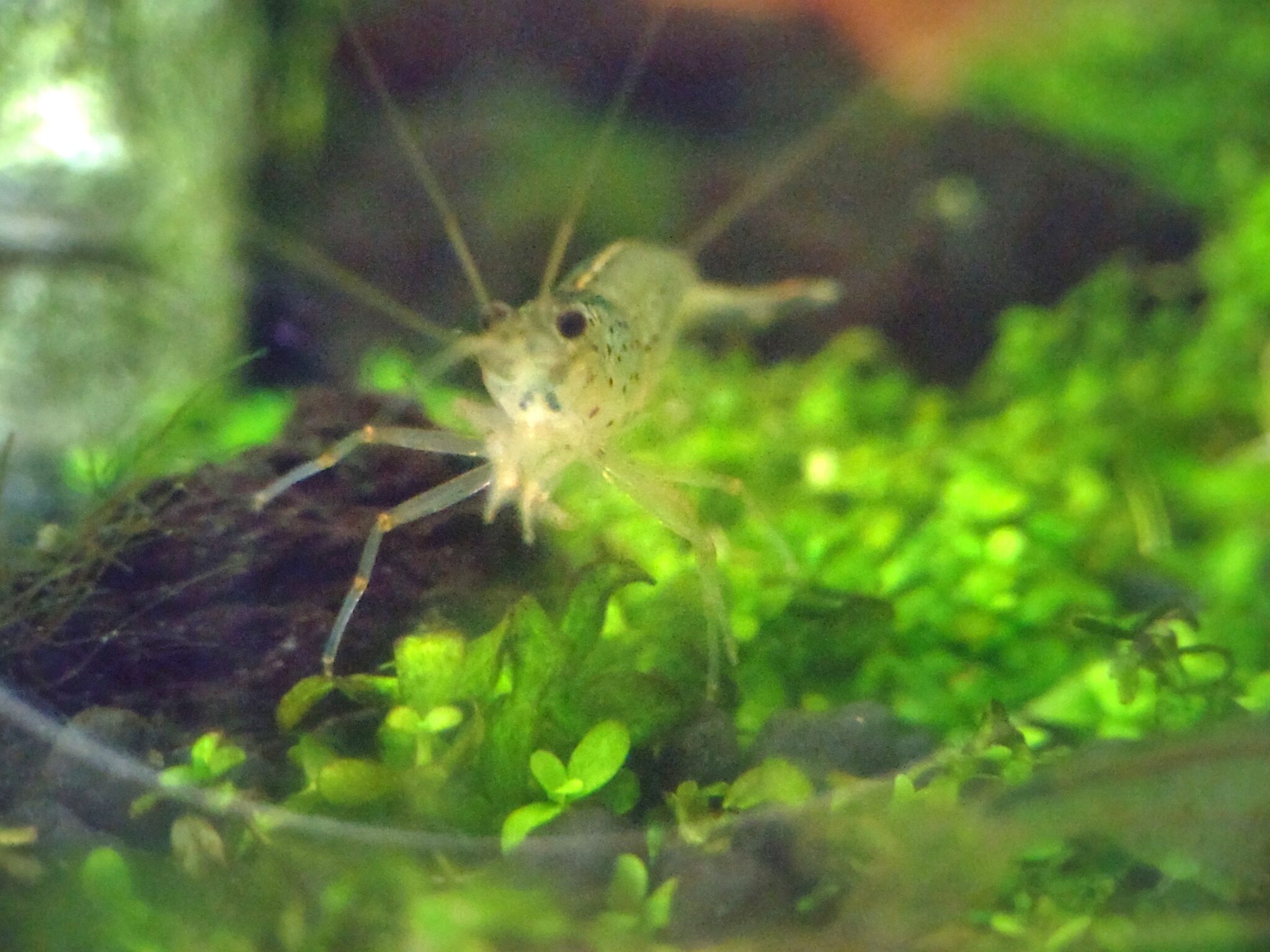 ヤマトヌマエビ