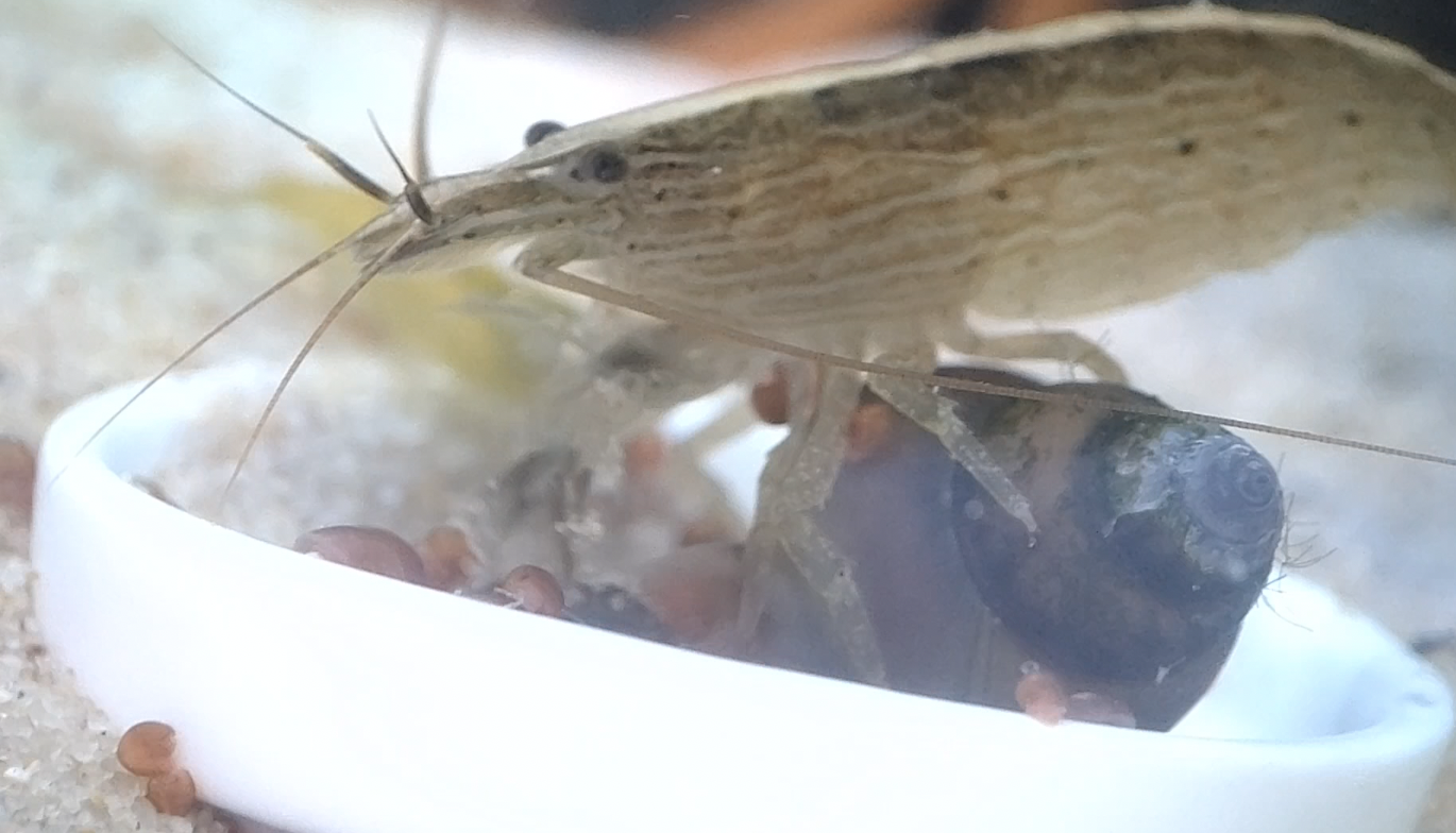 ロックシュリンプ