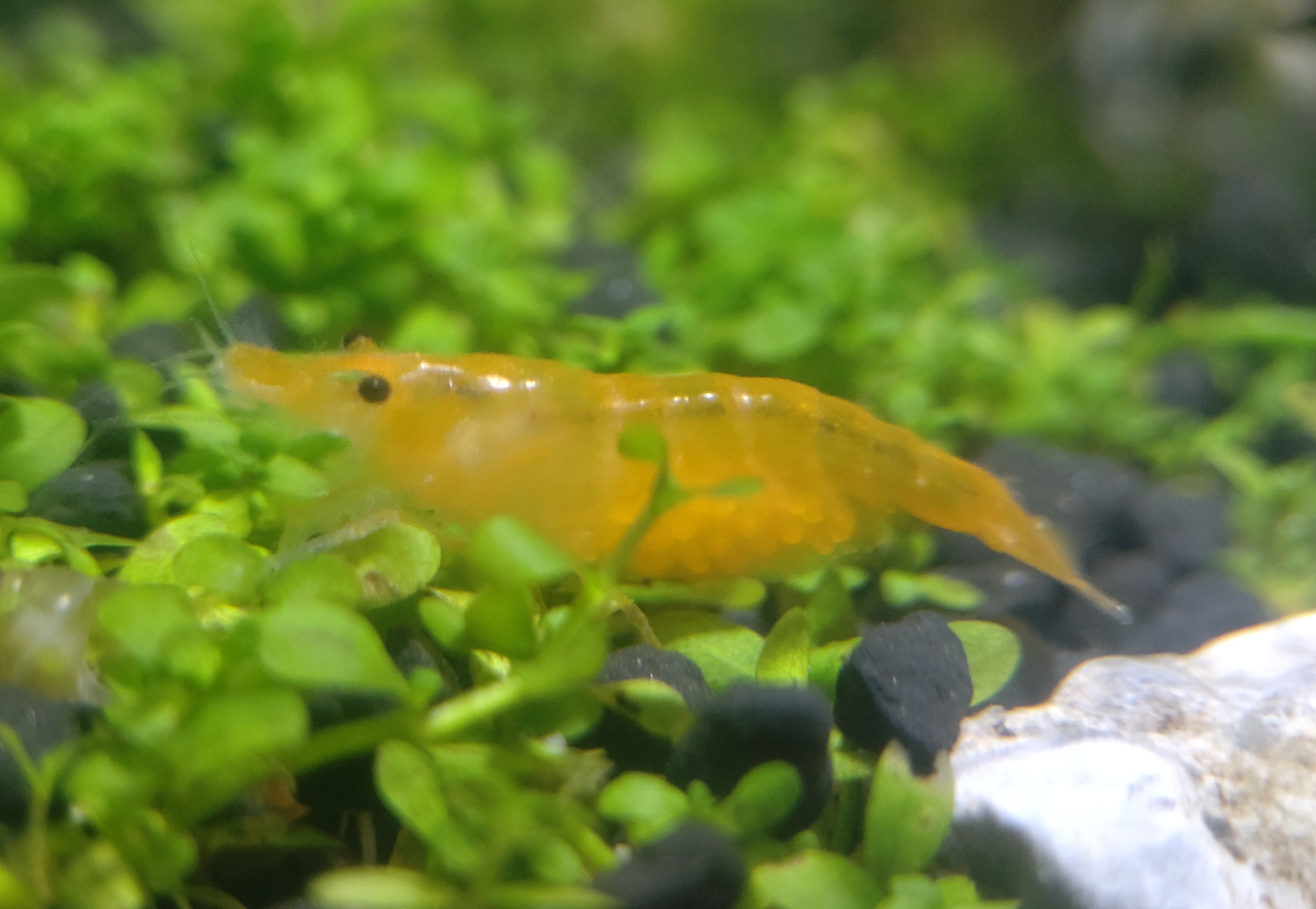 イエローチェリーシュリンプ