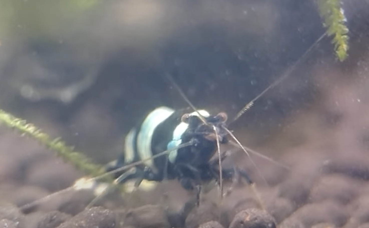 ブラックシャドーシュリンプ