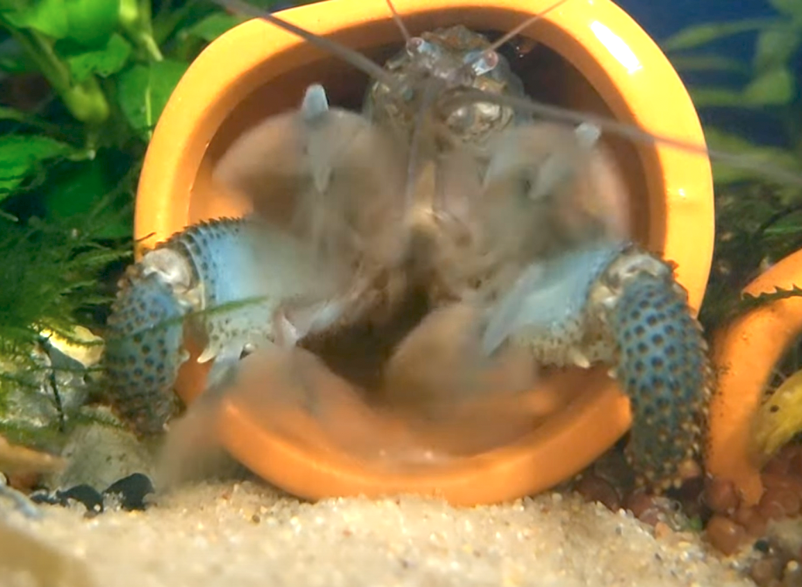 アフリカンロックシュリンプ