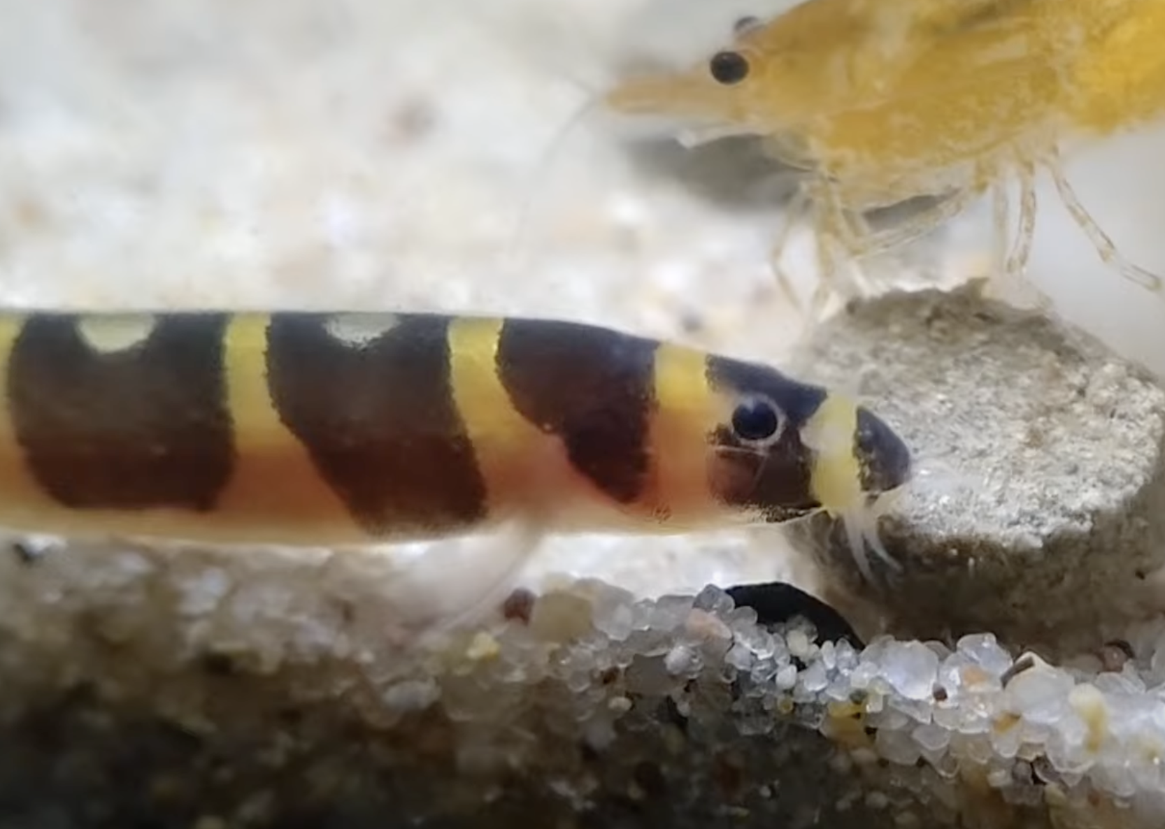 クーリーローチ