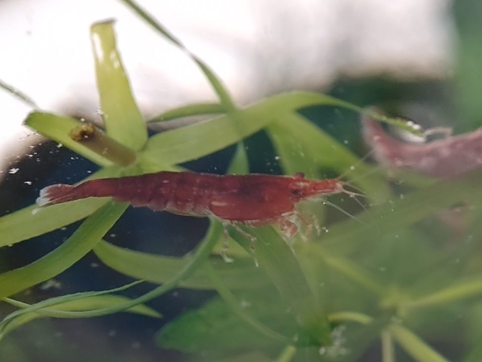 レッドチェリーシュリンプ