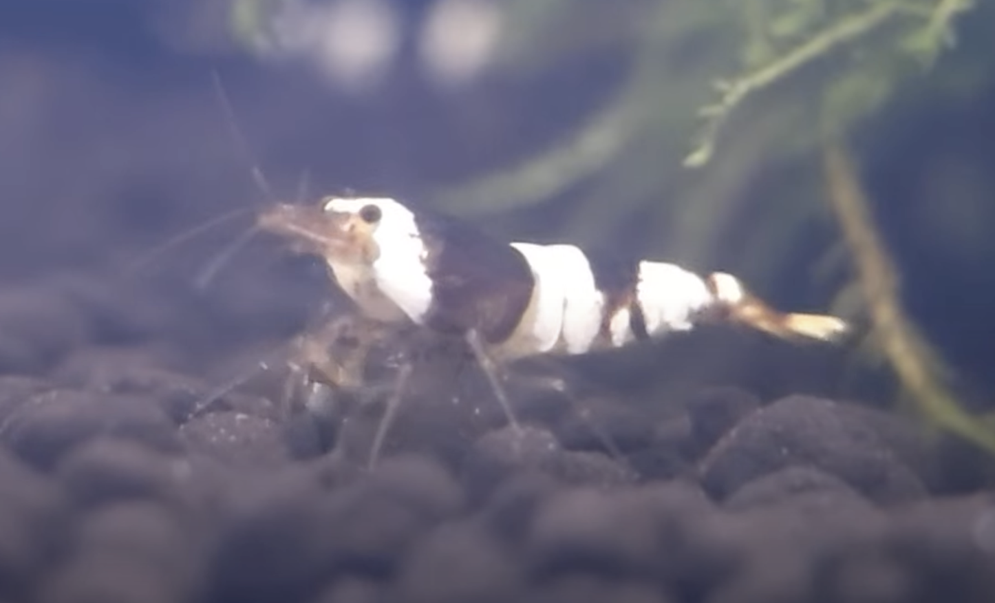 ブラックビーシュリンプ