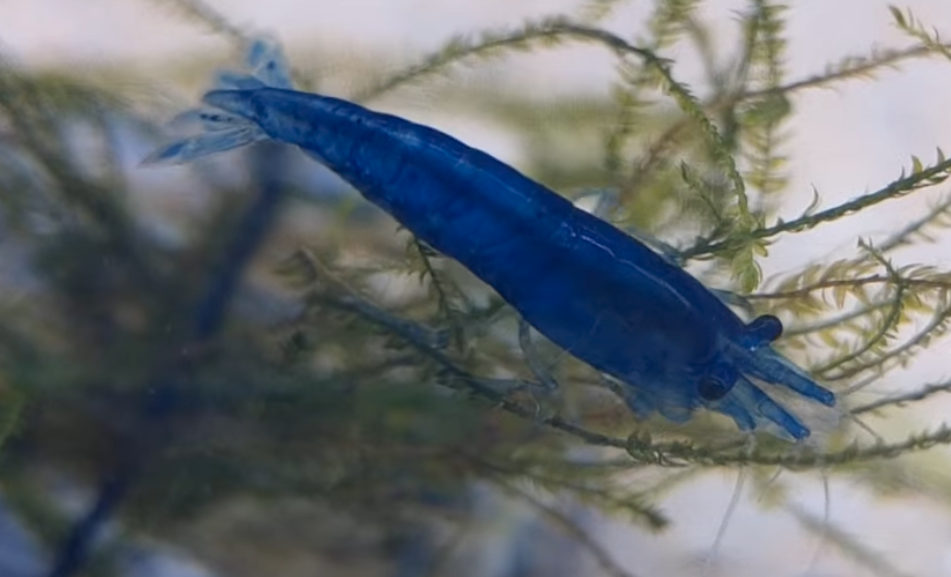 ベルベットブルーシュリンプ